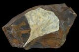 Fossil Ginkgo Leaf From North Dakota - Paleocene #132545-1